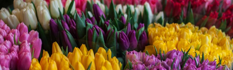 Lead Distribution - Perfect Colorful Pattern - Ultra HD